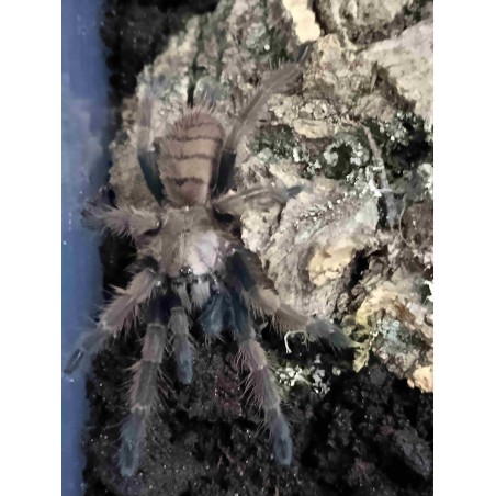 Chilobrachys fimbriatus