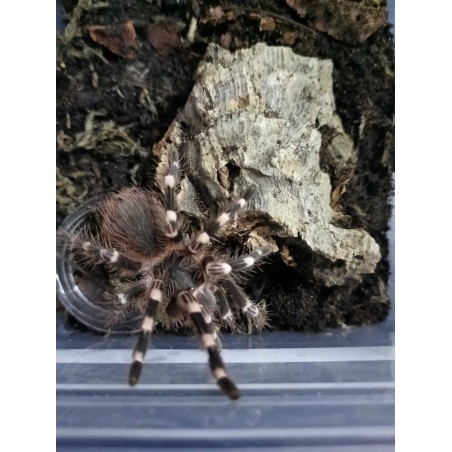 Acanthoscurria geniculata