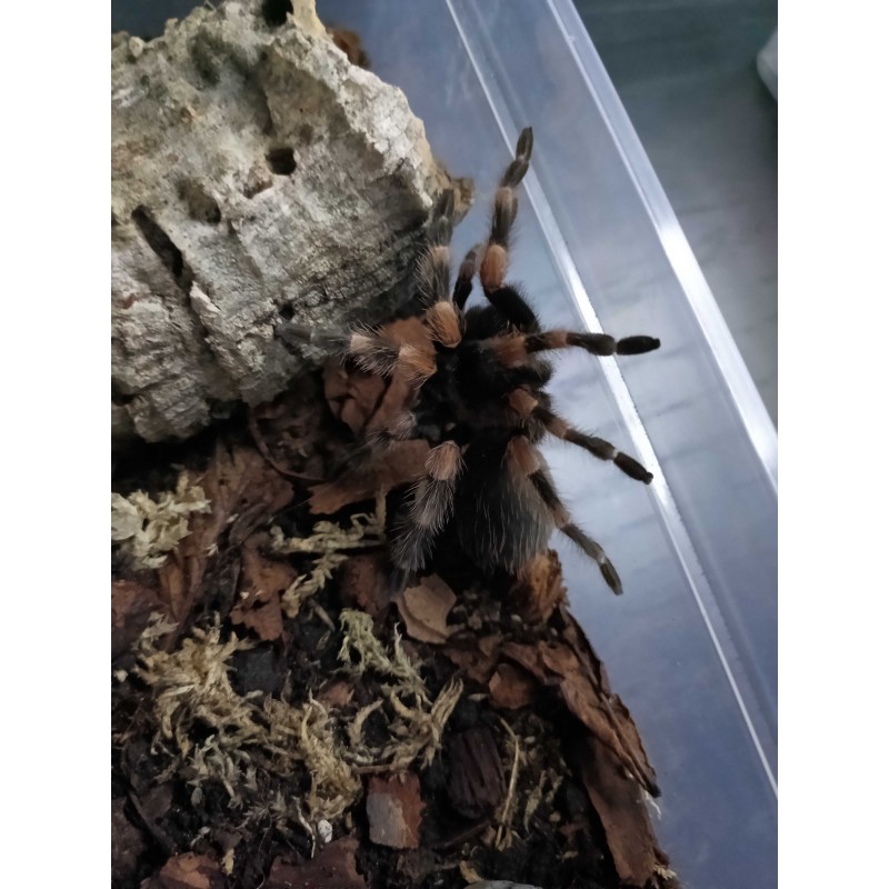 Brachypelma hamorii