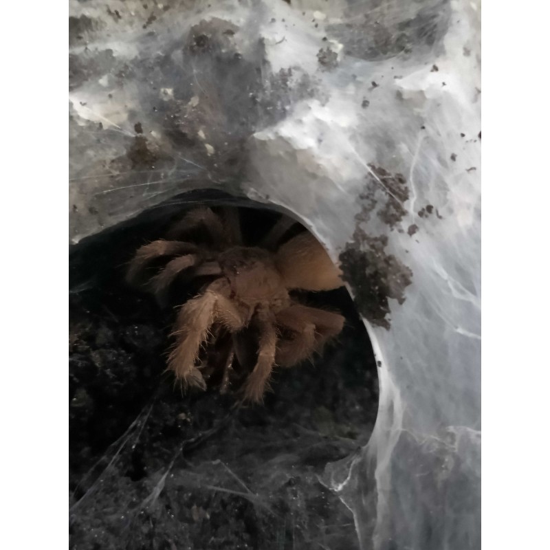 Chilobrachy sp Vietname Blue