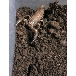 Pack Mug + Framed poster