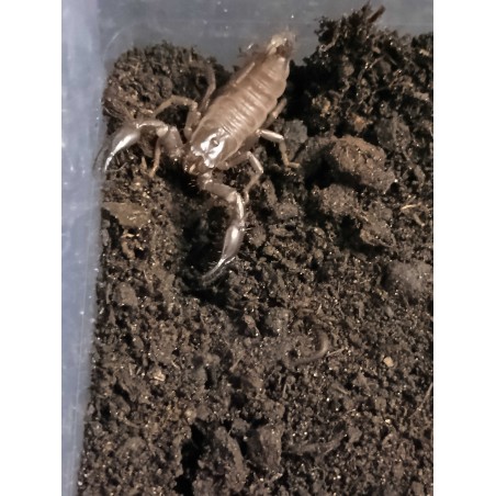 Heterometrus silenus