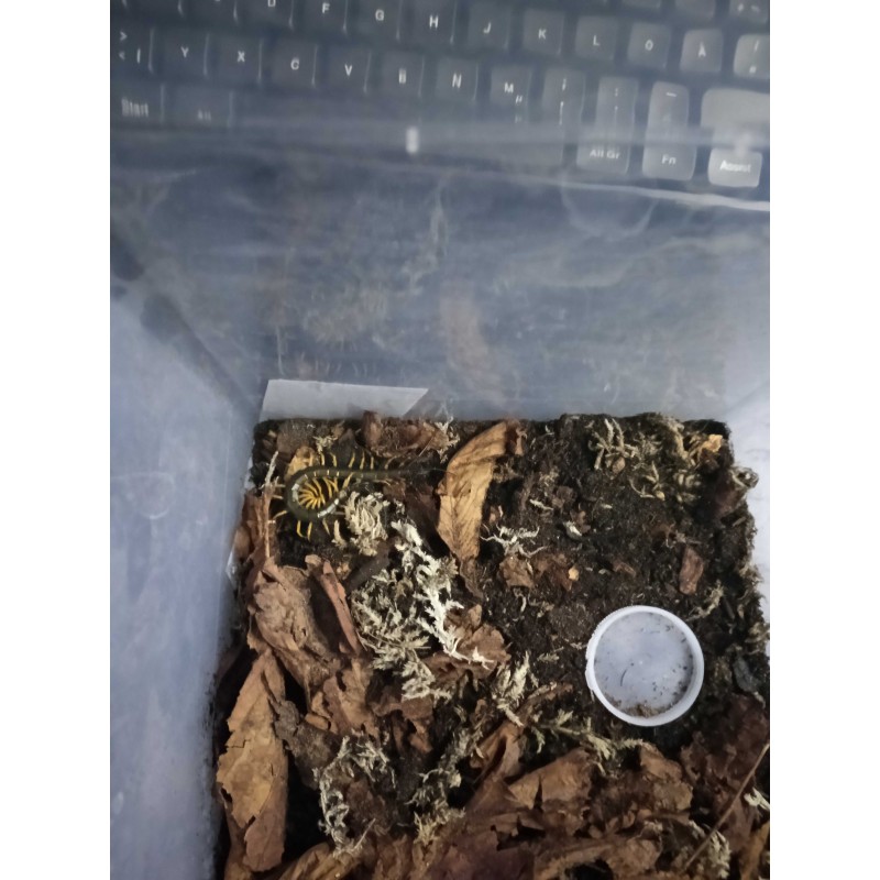 Scolopendra hainanum